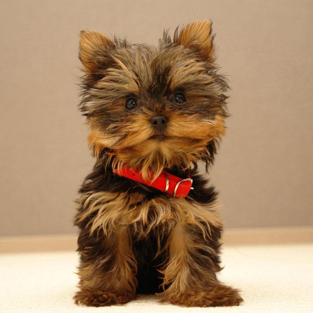 Yorkshire_Terrier